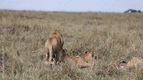 A lioness settles with her cubs in tall savannah grass, the young half-hidden in the seed heads - Masai Mara National Reserve, Kenya | African safari wildlife nature documentary 4K B-roll