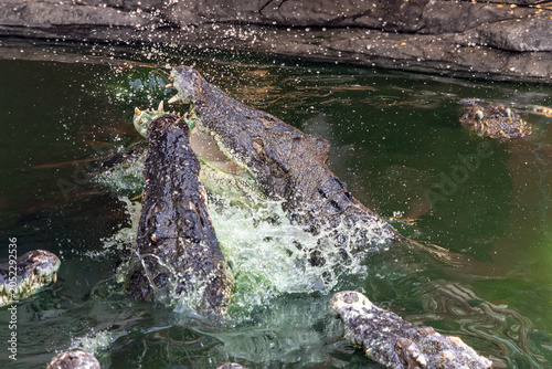 Crocodiles fighting in the water with a powerful splash and open jaws
