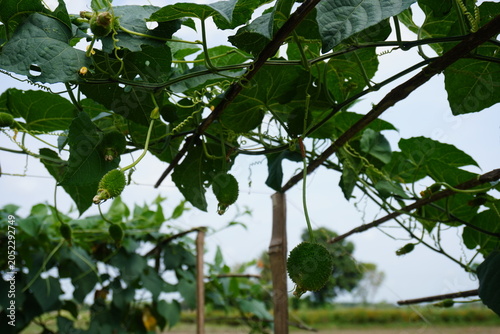 Spiny Gourd Vine Growing on Trellis with Young Fruits and Large Green Leaves
