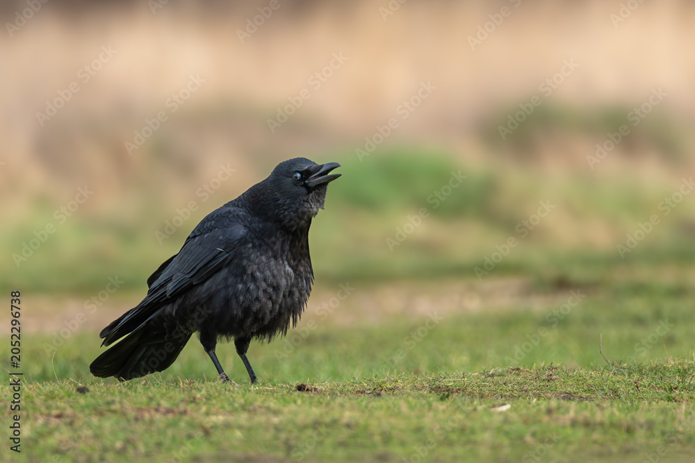 Fototapeta premium Carrion crow (Corvus corone) calling with open bill on grass in park, London, England, UK