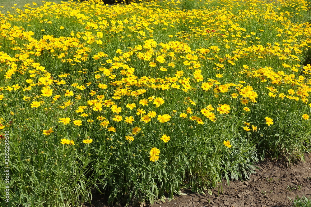 Obraz premium Numerous yellow flowers of Coreopsis lanceolata in June