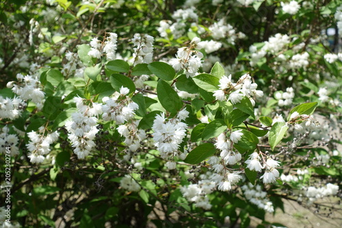 Photography Plentiful white flowers of double Deutzia crenata in June