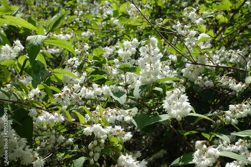 Bild auf Leinwand Plenty of white flowers of double Deutzia crenata in June