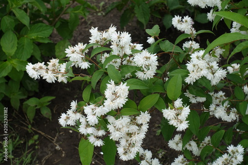 Konstfotografi Pure white flowers of double Deutzia crenata in mid June