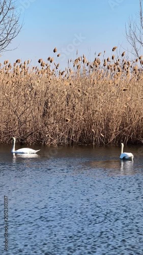 Two swans swimming on blue lake near reed plants under clear sky, wildlife nature concept. Swans glide calmly on water, swan reflections visible on surface, creating peaceful outdoor scene. vertical