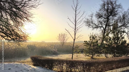 Sunrise in park with bare trees and soft golden light, seasonal nature concept. Park scene quiet and serene, park landscape shows early spring mood with frost, grass and natural outdoor setting