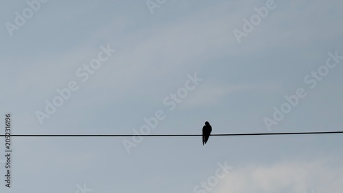 Foto A barn swallow bird perched on a single power line cable against a clear blue sky with copy space