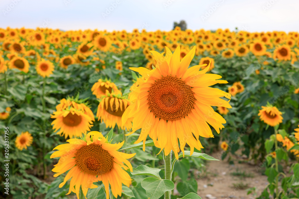Obraz premium sunflowers in the sunflower field 