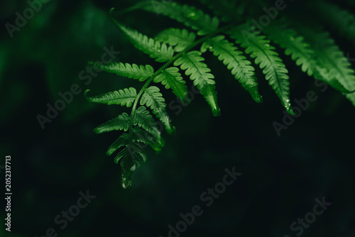 Moody tropical fern with raindrops in natural forest background