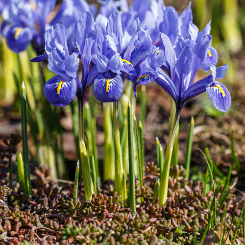 Iris reticulata Alida (iris reticulata, or iridodictium Alida) is a dwarf bulbous perennial, one of the earliest spring-flowering varieties.