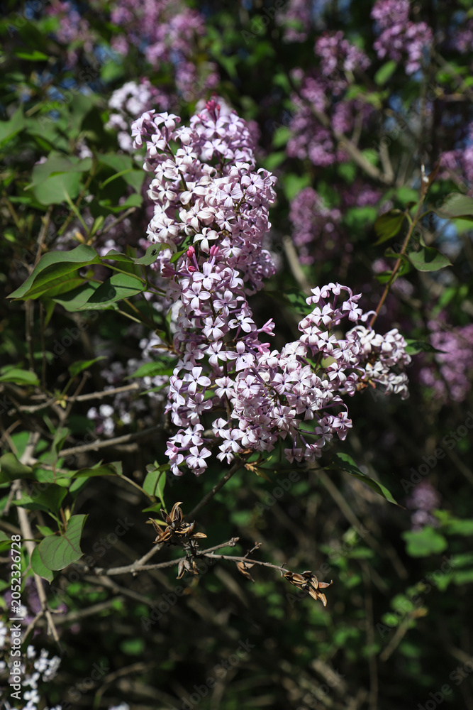 Obraz premium Close-up of Blooming Purple Lilac Flowers in Spring