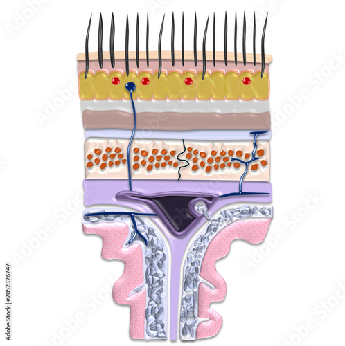 Cuadro en lienzo Scalp Layers Cross Section Cranial Bone and Meninges Human Anatomy - Unlabelled