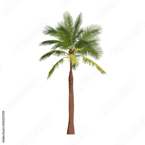 Palm tree. Hand drawn palm isolated on white background.	