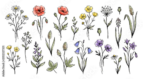 Hand drawn wildflower botanical set isolated on white