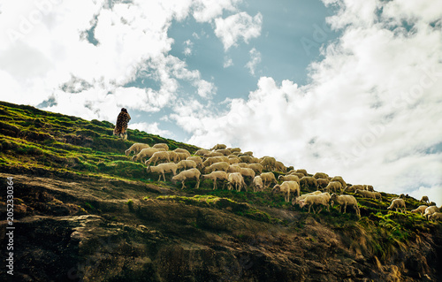 Canvas Print sheep in the mountains