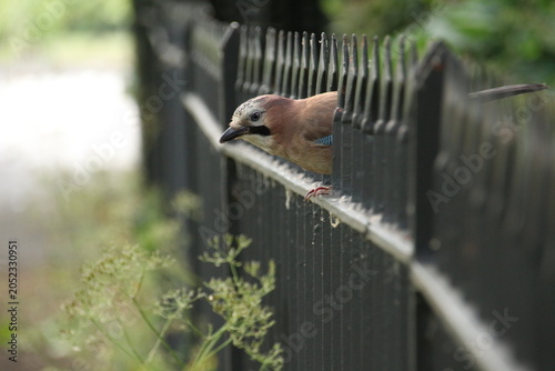 Konstfotografi Eurasian jay on an iron fence