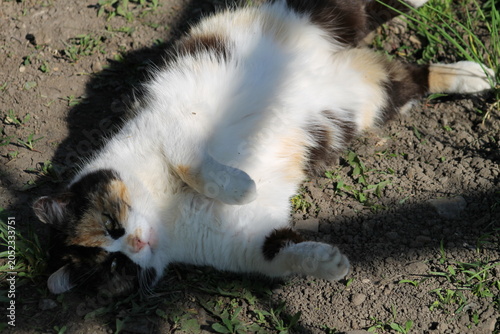 cat on the grass