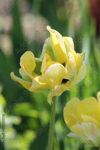 yellow rose bud