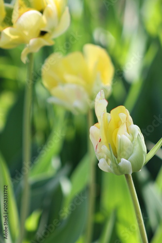 yellow tulip flower