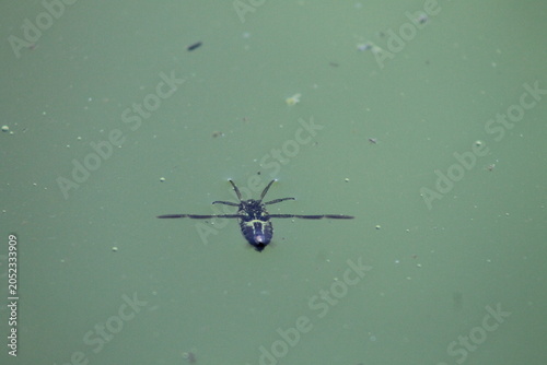 spider on a blue background
