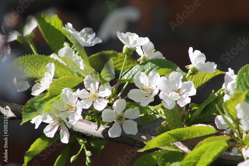 apple tree blossom