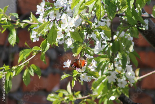 bee on a flower