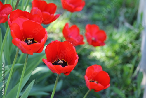 field of red tulips