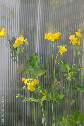 daffodils in the garden