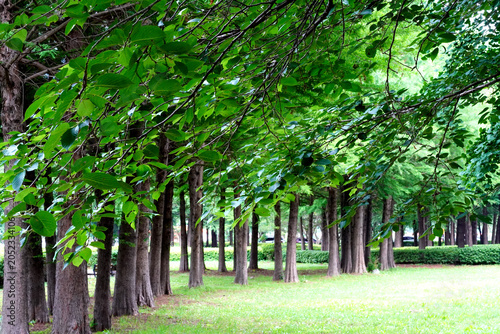 Bild auf Leinwand The coniferous tree area of Jarasum Island, Gapyeong, on a straight tree, the br
