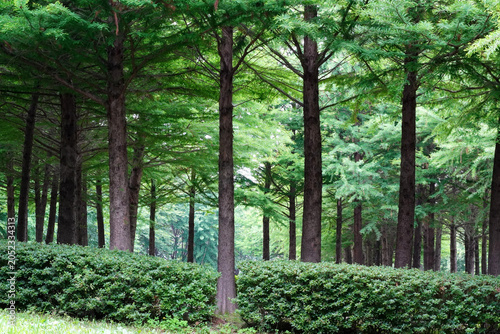 Foto The coniferous tree area of Jarasum Island, Gapyeong, on a straight tree, the br