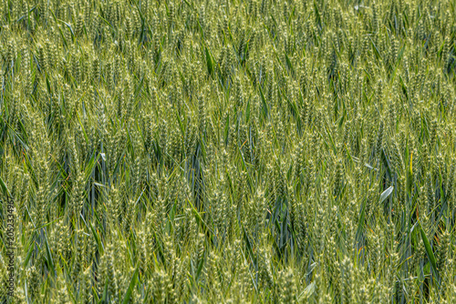 A field of wheat in the South Downs, with selective focus