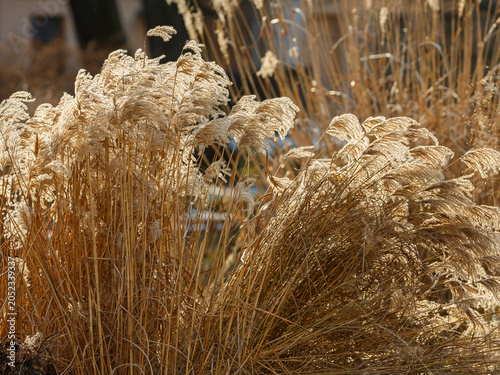 Bilde på lerret Miscanthus sinensis, or Chinese fan grass ( Latin - Miscanthus sinensis ) is a perennial herbaceous plant