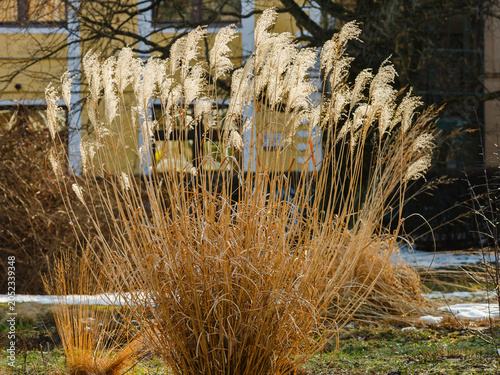 Картината върху платно Miscanthus sinensis, or Chinese fan grass ( Latin - Miscanthus sinensis ) is a perennial herbaceous plant