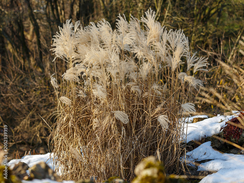 Foto Miscanthus sinensis, or Chinese fan grass ( Latin - Miscanthus sinensis ) is a perennial herbaceous plant