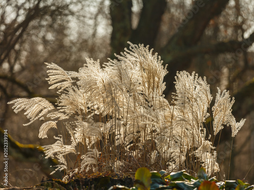 Fotografía Miscanthus sinensis, or Chinese fan grass (Miscanthus sinensis ) is a perennial herbaceous plant