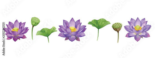 Elegant watercolor lotus flower collection with leaves and seed pods, isolated on a light background. Perfect botanical illustration for wellness, spa, yoga, branding, decor, and design projects.