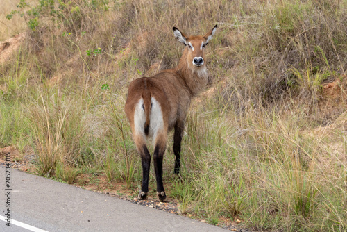 Quadro su tela Uganda Waterbuck Defassa Large Antelope