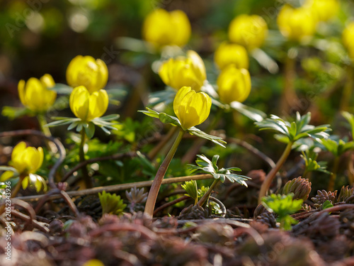 Obraz na płótnie Eranthis hyemalis (also winter aconite ; Latin- Eranthis hyemalis ) is a species of flowering plant in the buttercup family ( Ranunculus )