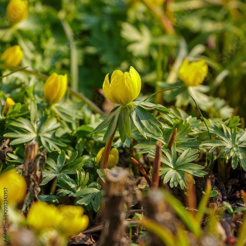 Fotografie Eranthis hyemalis (also winter aconite ; Latin- Eranthis hyemalis ) is a species