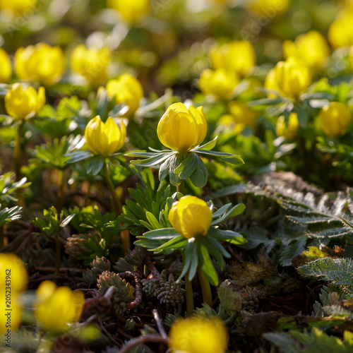 Cuadro en lienzo Yellow spring flowers of winter aconite bloom in the spring garden