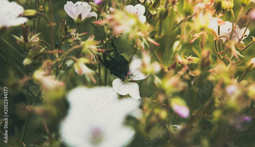 Green iridescent beetle feeding on delicate white flowers in a sunny meadow, highlighting summer nature, wildlife, insect life, and the pollination process contributing to a vibrant ecosystem