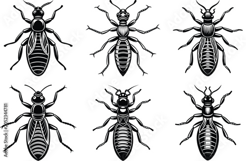 ordinary ant