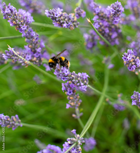 Bees feeding on purple lavender flowers
