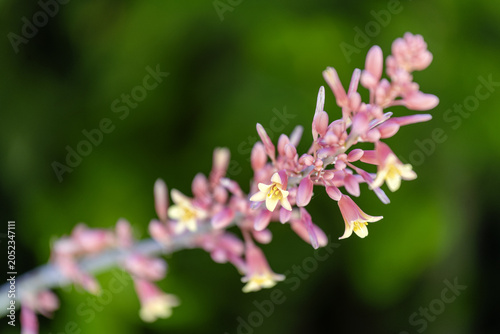 Fotografi Fleurs d'ail de Sicile
