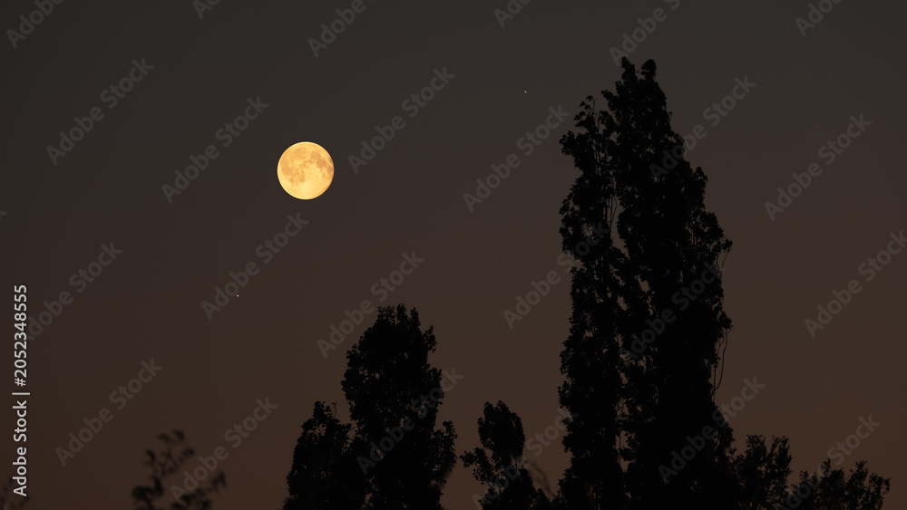 Obraz premium Full Moon on a twilight sky with tree silhouettes.