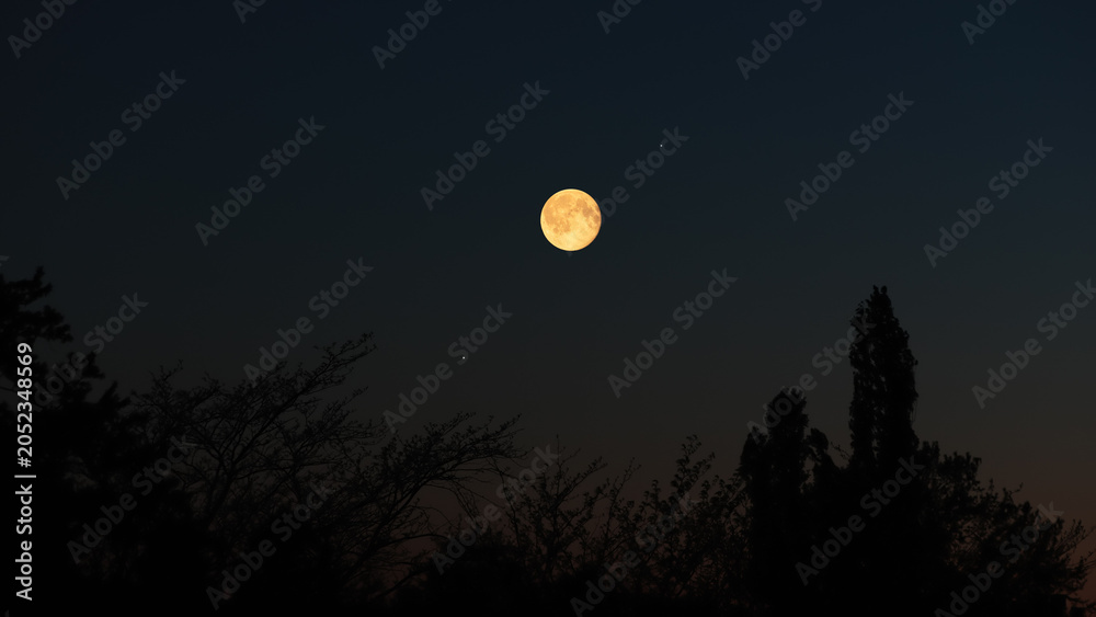 Obraz premium Full Moon on a twilight sky with tree silhouettes.