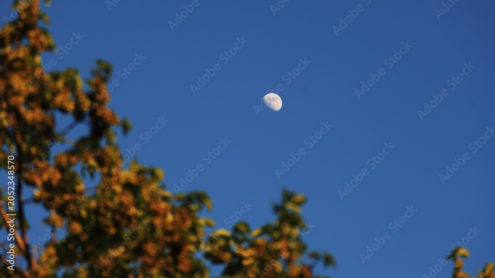 Obraz premium Waxing gibbous Moon with tree silhouettes on a daylight blue sky.