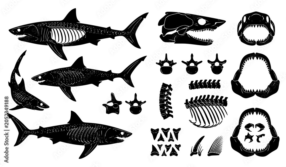 Fototapeta premium Shark Skeleton Vector Collection Black Marine Predator Bone Set