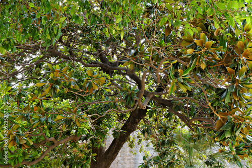 Photos Magnolia Tree Canopy In Dubrovnik Croatia