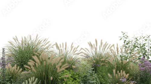 Ornamental grasses and garden plants isolated on white background for architectural rendering and landscape design visualization